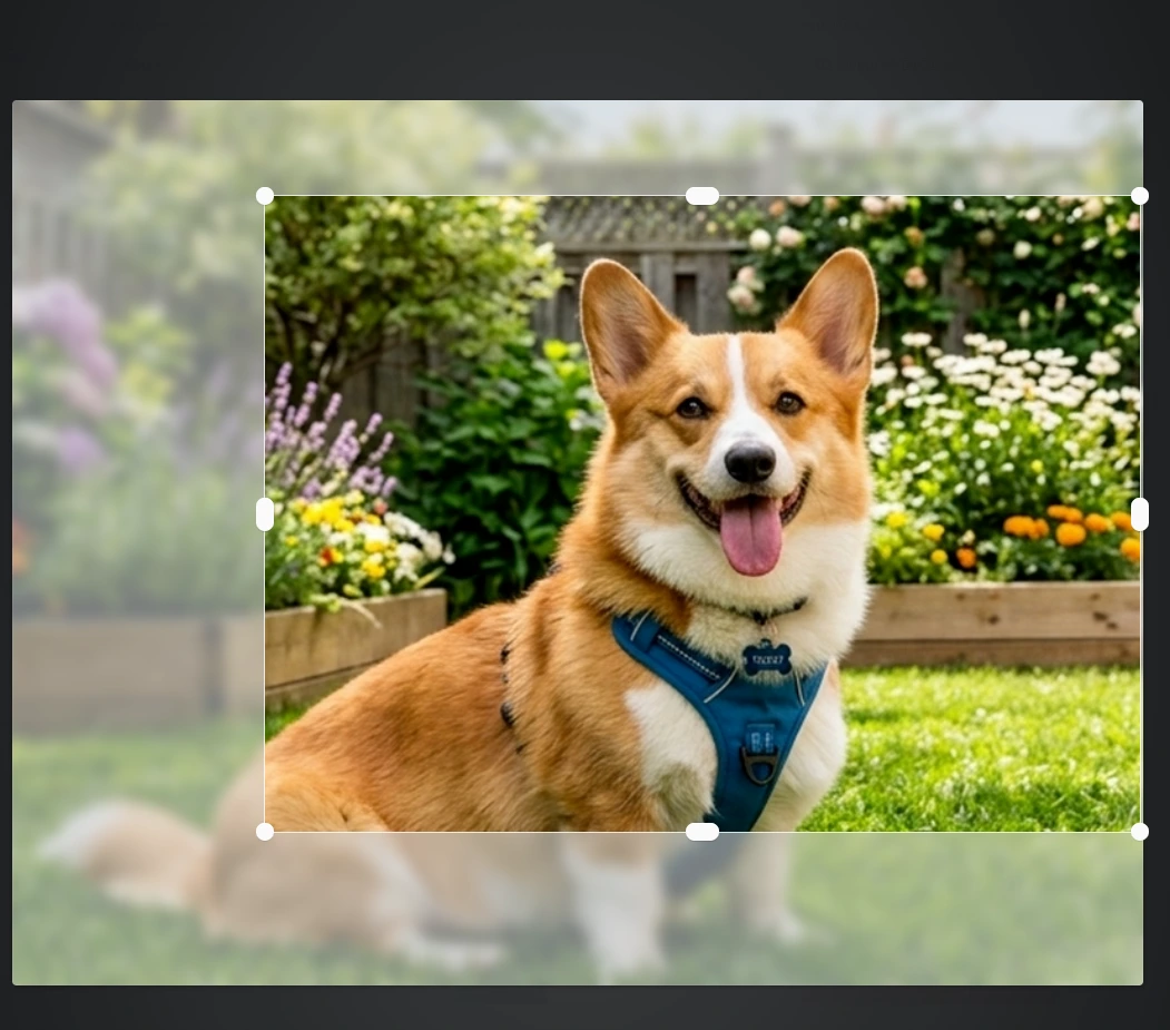 หน้าจอเลือกและปรับขนาดรูปภาพสุนัขคอร์กี้สำหรับโปรไฟล์สัตว์เลี้ยง มีกรอบและจุดปรับขนาด